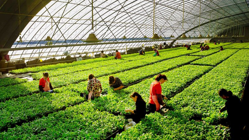 上海果蔬配送公司优缺点分析
