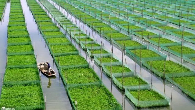 粮食种植定制方案：分类与选择之道