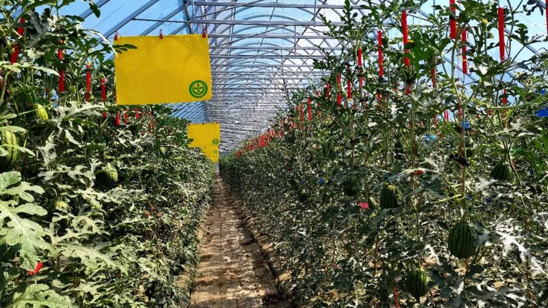 果蔬配送市场价波动解析：揭秘影响因素**