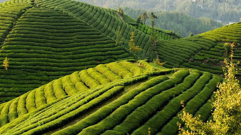 水果农产品规格型号：行业规范与选购要点