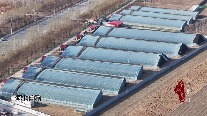 大棚保温被：如何选择优质产品，保障农业生产效率**